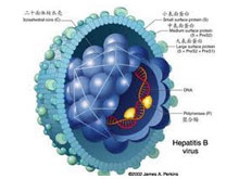 病毒性肝炎