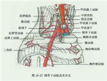 锁骨下动脉-腋动脉瘤