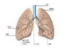 肺纤维化