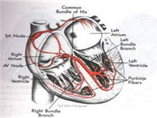 复杂性先天性心脏病