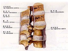 闭合性脊髓损伤