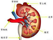 肾动脉血栓形成和栓塞