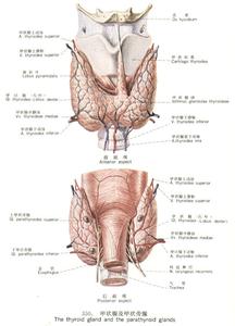 甲状腺功能异常
