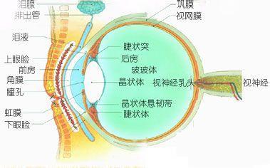 结核性葡萄膜炎