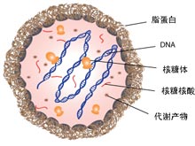 支原体感染