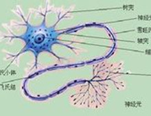 麻风性周围神经病