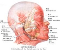 面部偏侧萎缩