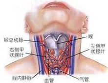 慢性自身免疫性甲状腺炎