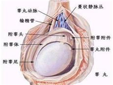 阴囊炎性癌