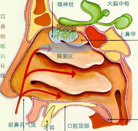 急性鼻窦炎