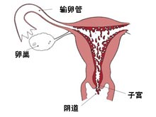 月经量少