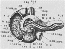 胰腺囊腺瘤和囊腺癌