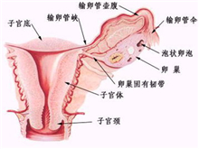 遗传性乳腺癌-卵巢癌综合征