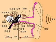 外耳道真菌病