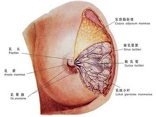 积乳囊肿