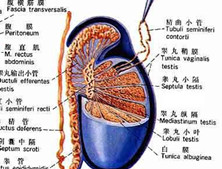 男性生殖系结核