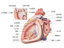 无痛性心肌梗死