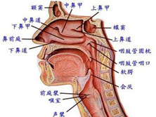 枯草热