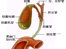 胆道张力低下综合征