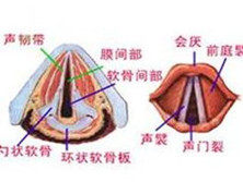 先天性声带发育不良