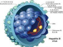 乙型肝炎病毒相关性肾炎