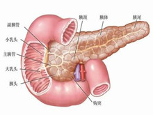 胰腺分裂