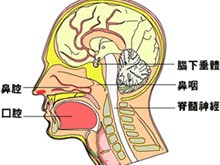 咽部神经鞘膜瘤