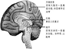 意识障碍